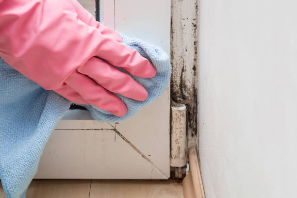 Breezy Point, MN Mold Inspection, Removal & Remediation Company